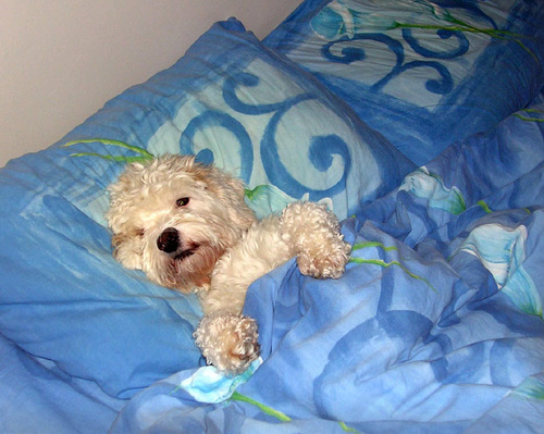 blankie.jpg