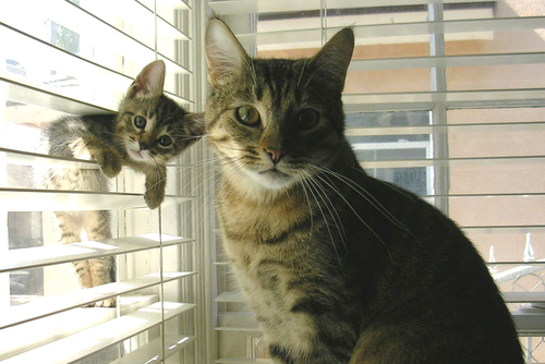 blinds.gif
