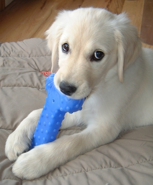 bluebone4.jpg