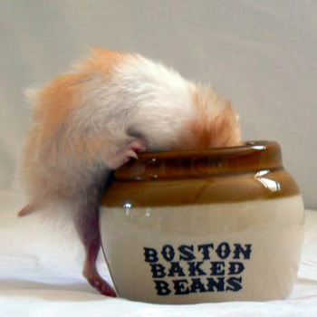 bostahn_2.jpg