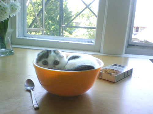bowl.jpg