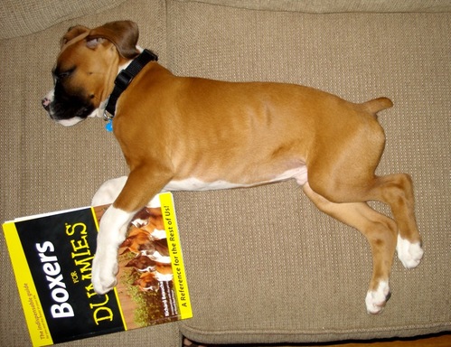 boxer.gif