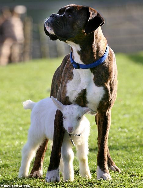 boxerherbabygoat.jpg
