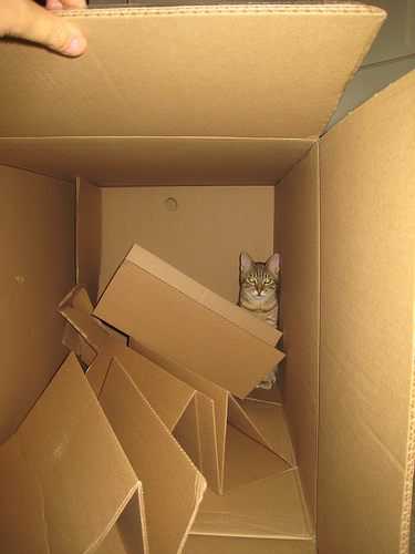 boxkitty.jpg