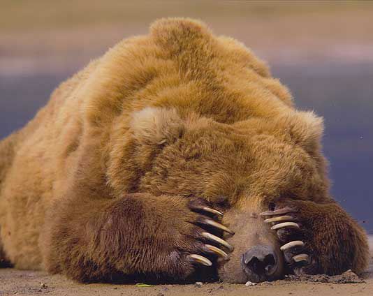 brownbear49924.jpg