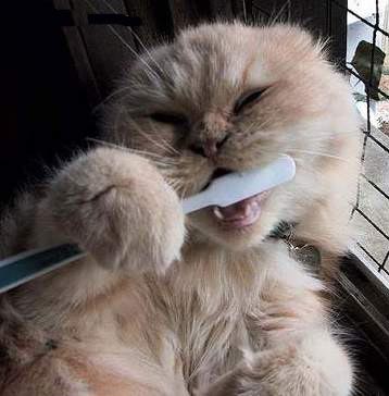 brushmyown.jpg