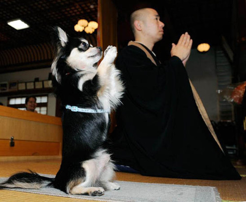 buddhihuahua.gif