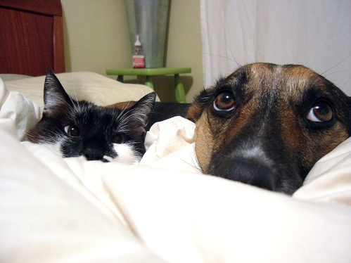 buds2.jpg