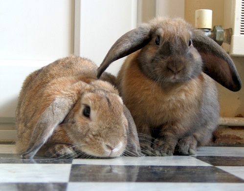 bunniesxxx.gif