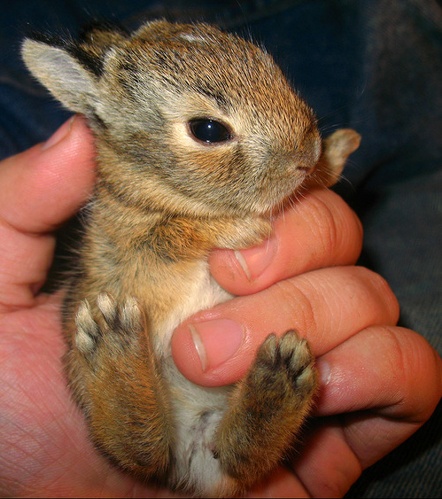 bunnular_2.jpg