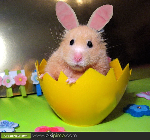 bunny11.jpg