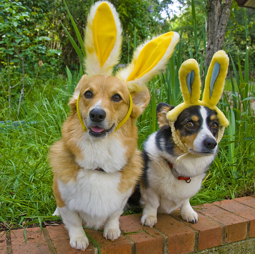 bunny12.jpg
