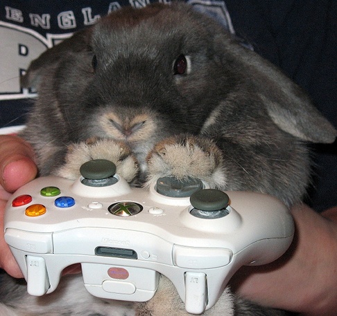 bunny7ba.jpg