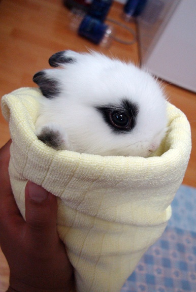bunnycutie.gif