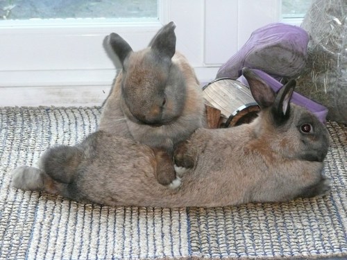 bunnymassage2.jpg
