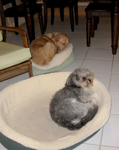 buster_and_hali_wrong_beds.jpg