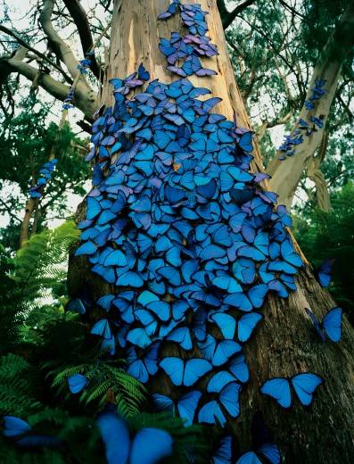 butterflies.gif