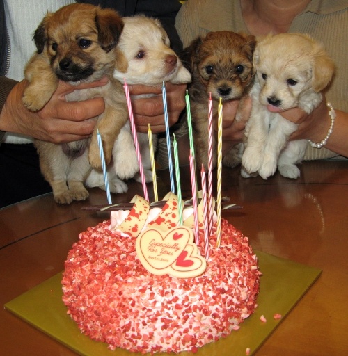 cakezzz.jpg