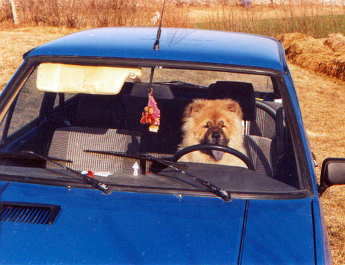 carpools_here.jpg