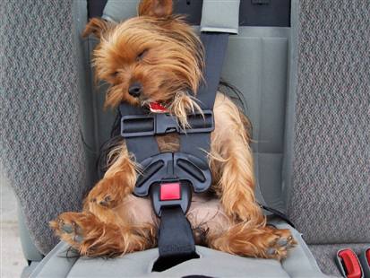 carseat.gif