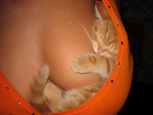 cat-named-lucky.jpg