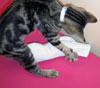 cat_and_sock.jpg