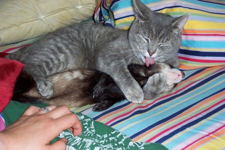 catandbath.gif