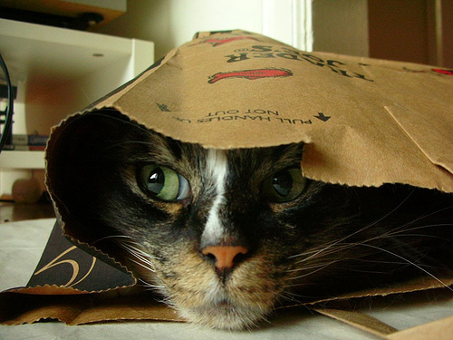 catbag.jpg