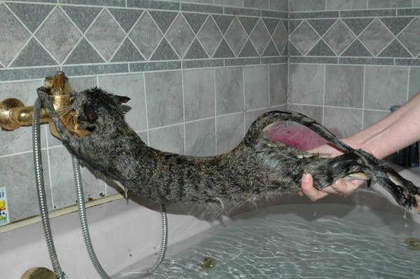 catbathnono.jpg