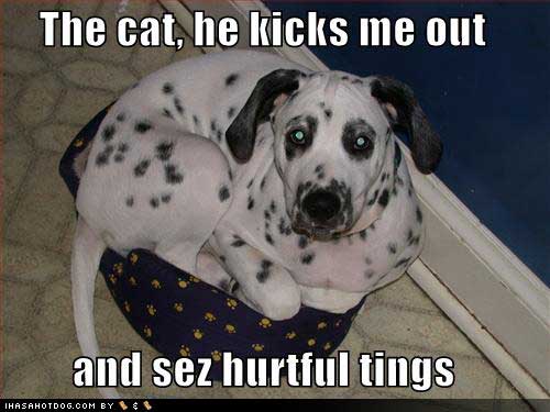catbed.gif