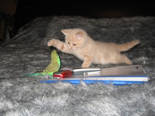 catbird.jpg