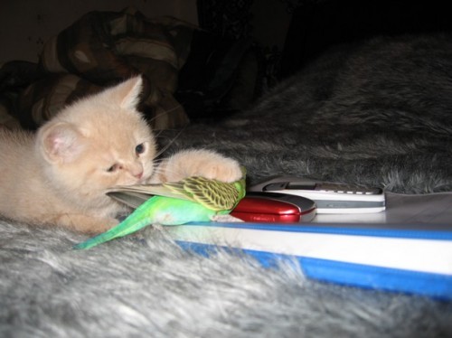 catbird2.jpg