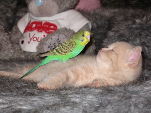 catbird4.jpg