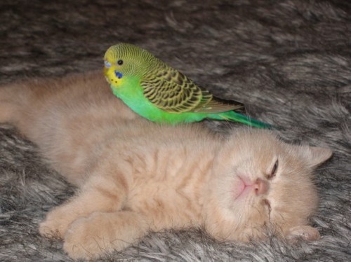 catbird5.jpg