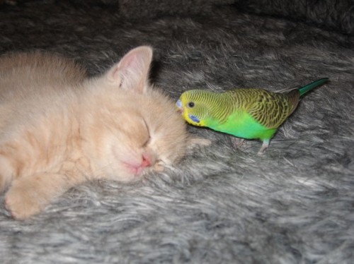 catbird6.jpg
