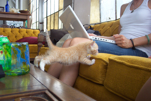 catcouch.jpg