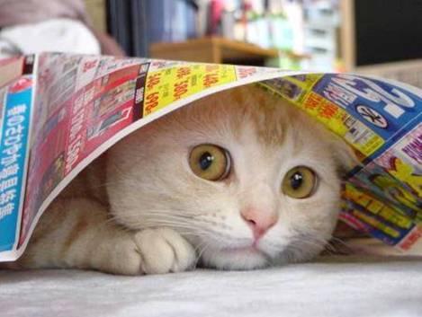 catcoveredbypaper93345.jpg