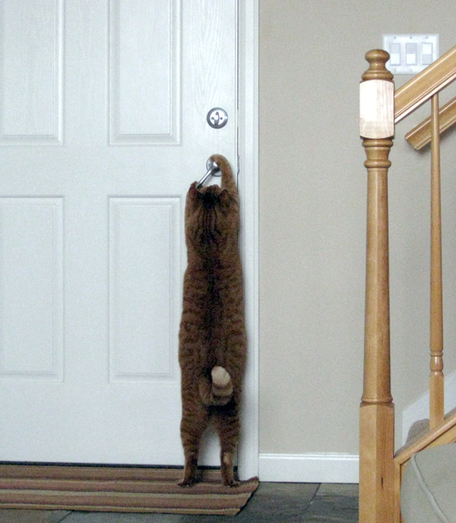 catdoor.gif