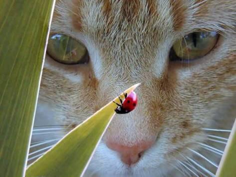 cateyeingladybug3667.jpg