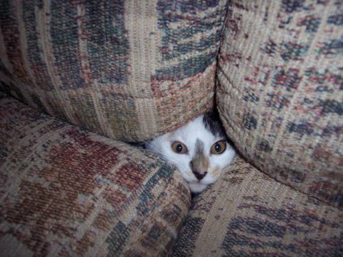 cathide.gif