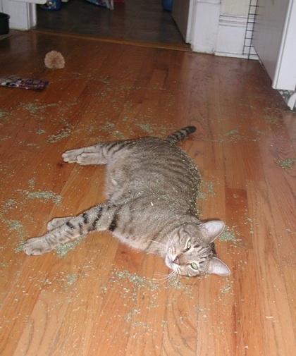 catnipheaven.jpg