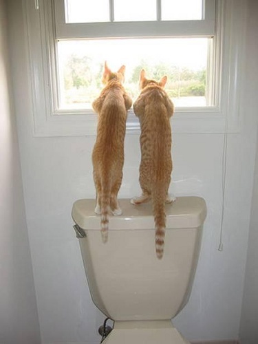 catsandbathroomwindow2600.jpg