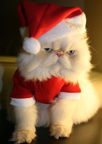 catsanta.jpg
