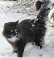 catsnow1.jpg