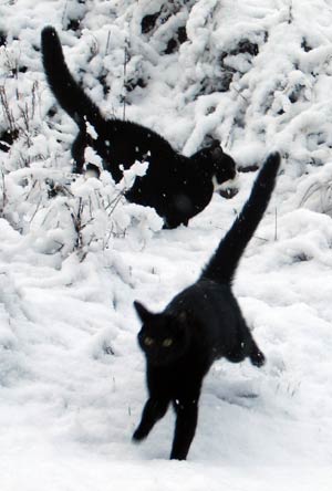 catsnow2.jpg