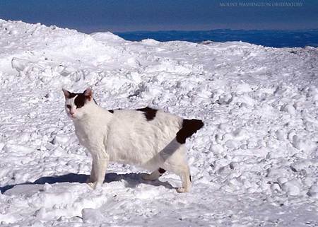 catsnow3.jpg
