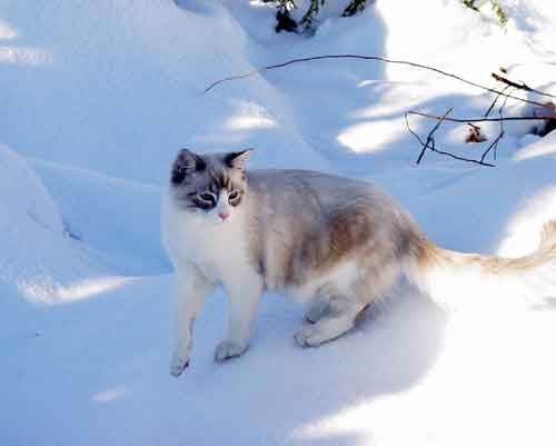 catsnow4.jpg