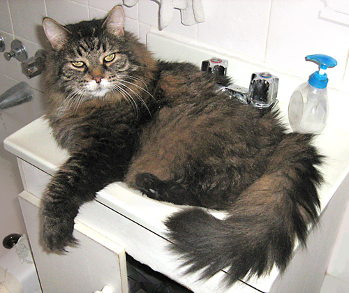 catsnsinksoverload.jpg
