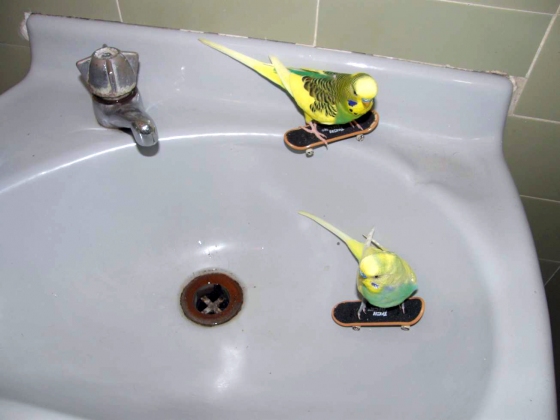 cccc18.jpg