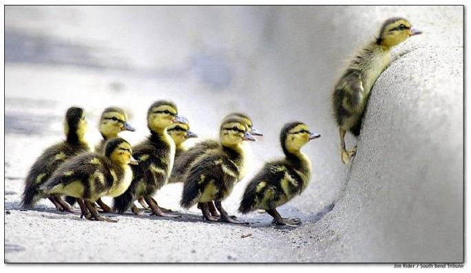 chicksatthecurb.jpg